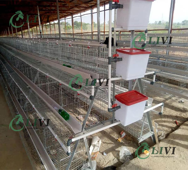 Best Price A-type 128 Birds Layer Chicken Cages for Poultry Farms 