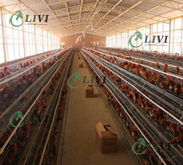 Best Price A-type 128 Birds Layer Chicken Cages for Poultry Farms