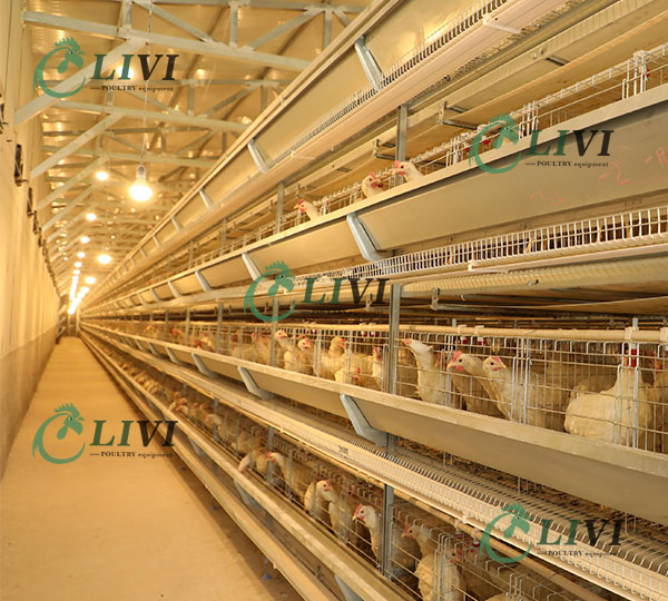 egg layer cages for sale h type battery cages