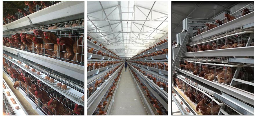 30,000 Layers Battery Cage Poultry Farming in Ghana