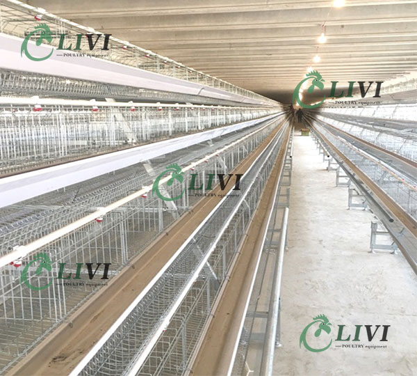 chicken cage for laying eggs