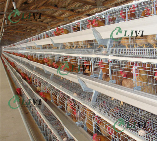 battery cages battery farm chicken cage battery system