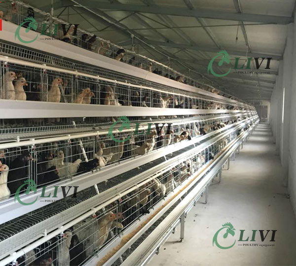 A-type Layer Battery Cages for 20,000 Automatic Chicken Farm in Uganda