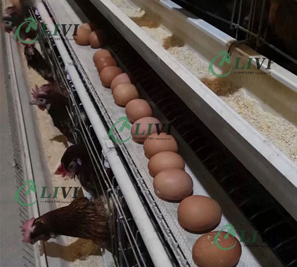 battery cage system for layers cages for laying hens layer cage system