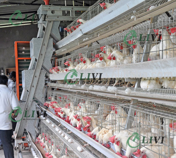 battery cage system in poultry poultry farm cages battery cage price