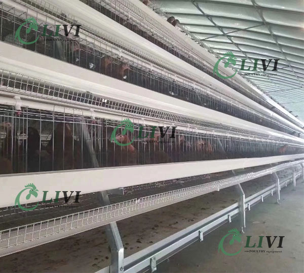 A type layer chicken cage system for poultry farming