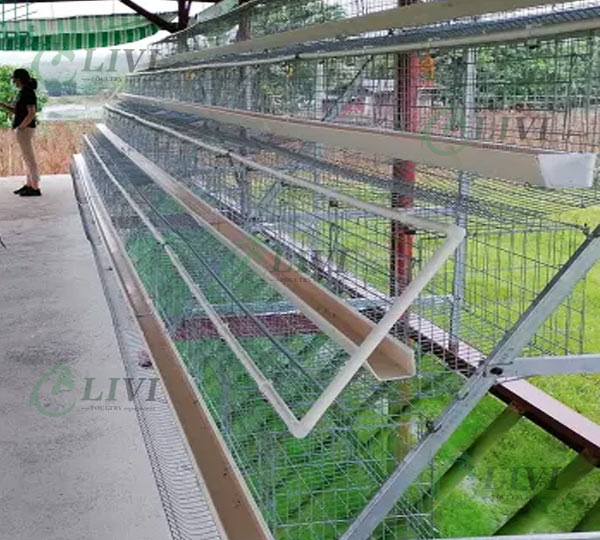 Philippines Market D Frame Type Laying Chickens Cage