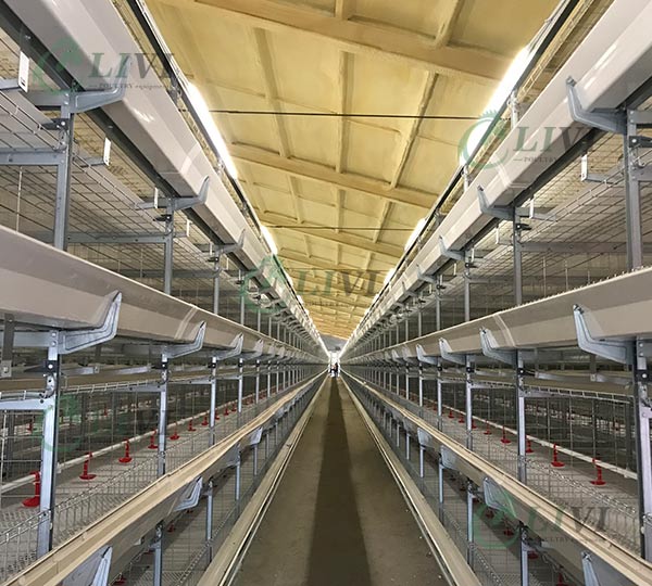 broiler chicken cages for sale