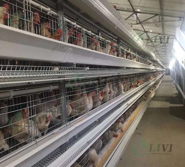 h-type-battery-cage-sytem-for-layers
