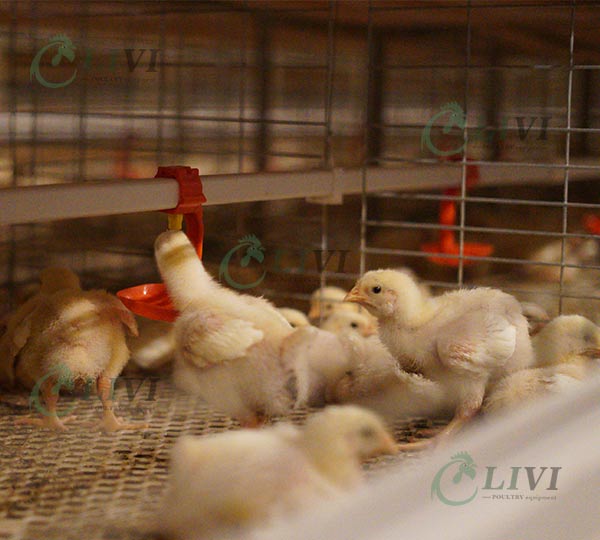 h-type-broiler-cages-chicken-farming